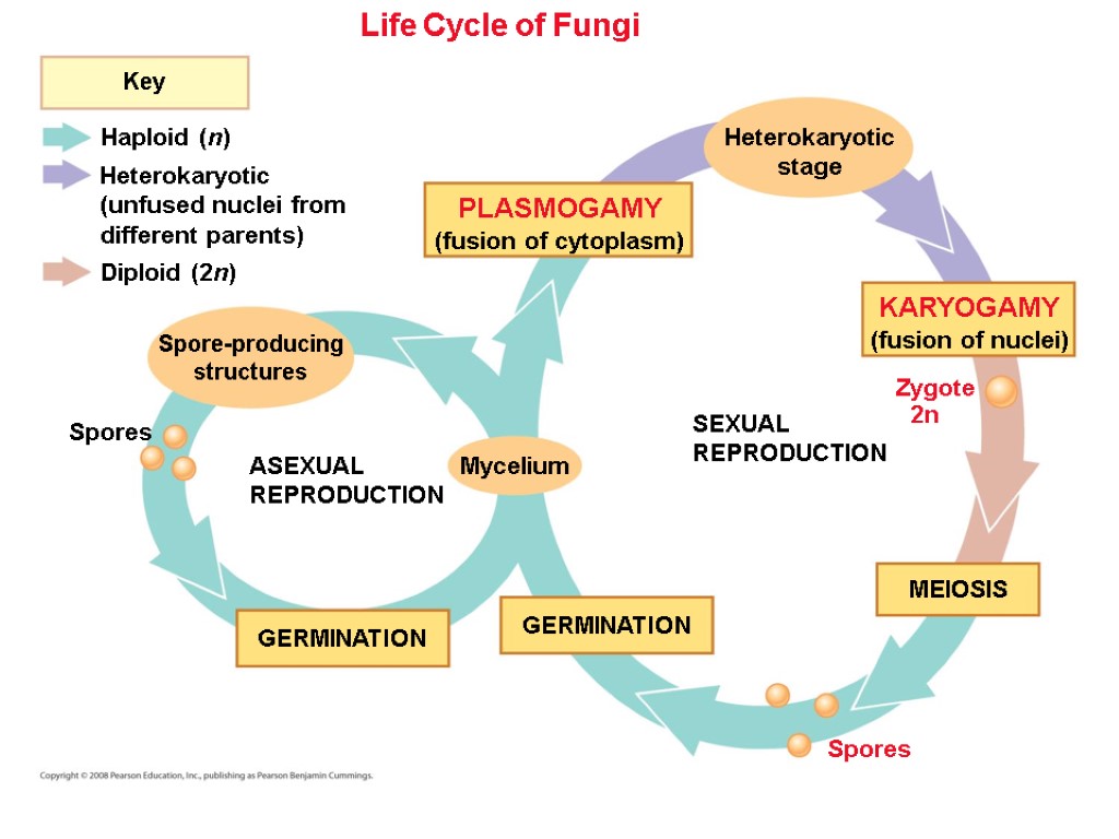 Life Cycle of Fungi Spores Spore-producing structures GERMINATION ASEXUAL REPRODUCTION Mycelium Key Heterokaryotic (unfused